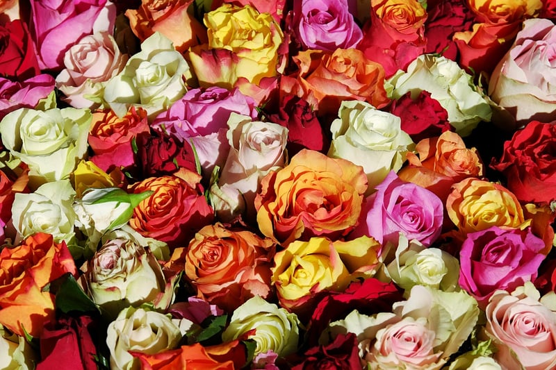 Floral Close-ups