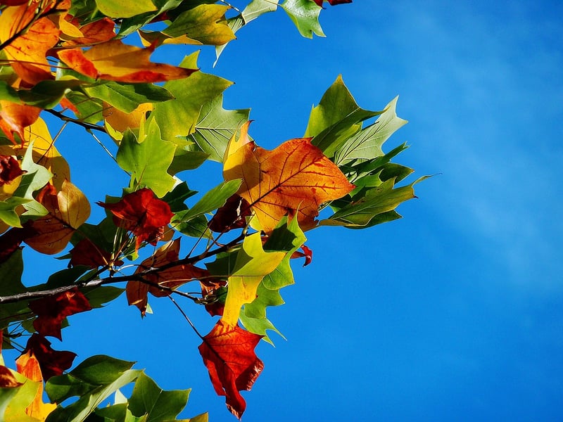 Foliage Artwork