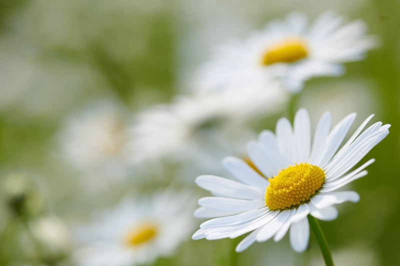 Petals in Focus